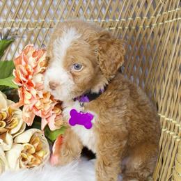 Purple Girl (blue eye) - Red female Aussiedoodle puppy in Belgreen, Alabama from Scott’s Farm Poodles and Doodles
