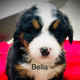 Bella OFA - female Bernese Mountain Dog puppy in Strasburg, Ohio from Lois Allison