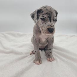 Aurora - Merle female Great Dane puppy in Kannapolis, North Carolina from Carolina Great Danes & Toy Poodles
