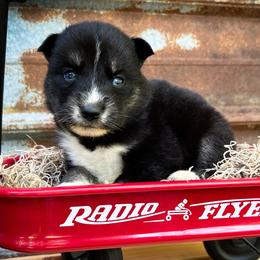 Zoe - Black and white female Siberian Husky puppy in Union Grove, Alabama from Southern Siberian Life