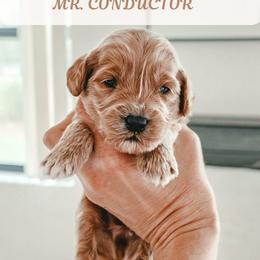 Mr. Conductor - Red  male Goldendoodle puppy in Punta Gorda, Florida from Transformation Acres Goldendoodle