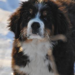 Bernese Mountain Dog, Golden Mountain Dog, and Golden Retriever Puppies from Grateful Bernese