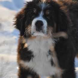 Bernese Mountain Dog, Golden Mountain Dog, and Golden Retriever Puppies from Grateful Bernese