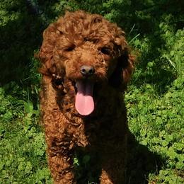 Indy - Poodle