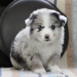Brooklyn - Blue merle female Miniature Australian Shepherd puppy in Quapaw, Oklahoma from Rocky Hill Aussies