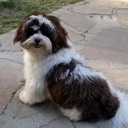 Havanese from Hearts of Joy Havanese