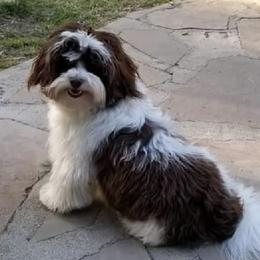Havanese from Hearts of Joy Havanese