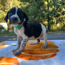 Tiana - Black and white female German Shorthaired Pointer puppy in Dugspur, Virginia from Pilgrims Trails Shorthairs