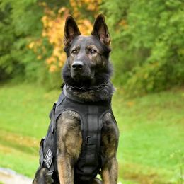 German Shepherds from Vom Stainherz kennels