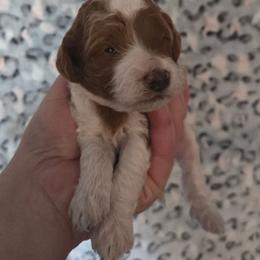 Espeon - Blenheim male Cavapoo puppy in Conklin, Michigan from Lake Michigan Couture Cavapoos & Cockapoos