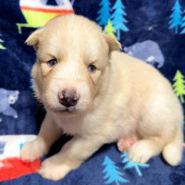 AKC Sander - Sable and white male Siberian Husky puppy in Centreville, Maryland from Huskies By the Bay
