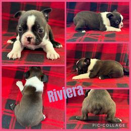 Riviera - Black brindle and white female Boston Terrier puppy in Wheatland, California from 🐾❤️ Stephanie's Boston Terriers ❤️🐾