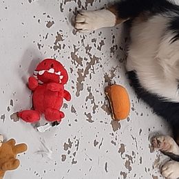 Australian Shepherd Puppies from Johnson Aussies