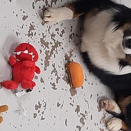 Australian Shepherd Puppies from Johnson Aussies