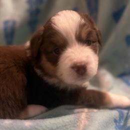 Solace - Red tri-color female Miniature American Shepherd puppy in Plant City, Florida from Osborne & Stormborn FL Kennels