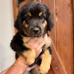 Green collar - Black tri male Miniature Australian Shepherd puppy in 32046, Florida from River Hill Ranch