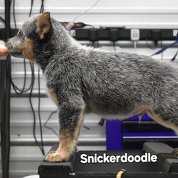 Snickerdoodle - Blue speckled male Australian Cattle Dog puppy in Athens, Georgia from Tailwynd Kennels