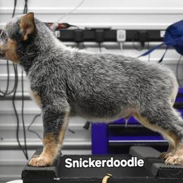 Snickerdoodle - Blue speckled male Australian Cattle Dog puppy in Athens, Georgia from Tailwynd Kennels