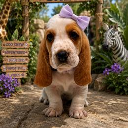 Lavender - Lemon and white female Basset Hound puppy in Columbia, South Carolina from Pawmetto Hounds
