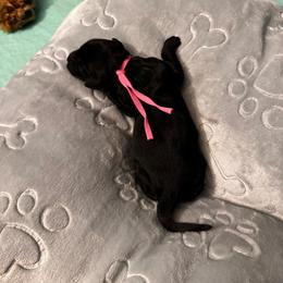 Pink (name to come) - Black female Goldendoodle puppy in Glen Daniel, West Virginia from Dani’s Doodles