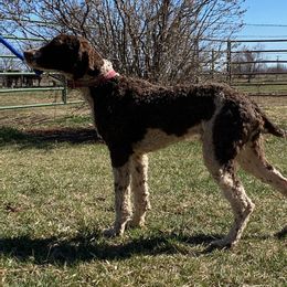 Poodles from Jessi Anderson