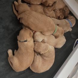 Male 4 - Golden male Golden Retriever puppy in Clermont, Florida from Homeward Bound Goldens
