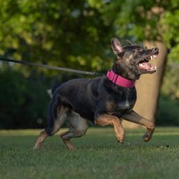Kalli - Belgian Malinois
