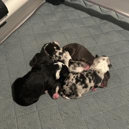 Miniature Australian Shepherd and Toy Australian Shepherd Puppies from Hailey's Miniature Australian Shepherds