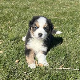 Oak - Black tri-color male Australian Shepherd puppy in Weston, Idaho from Cedarville Aussies