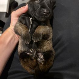 Boy 2 - Mahogany male Belgian Malinois puppy in Markham, Virginia from Skyfall Kennels LLC
