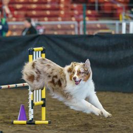 Australian Shepherd All Grown Up from Petrichor Australian Shepherds