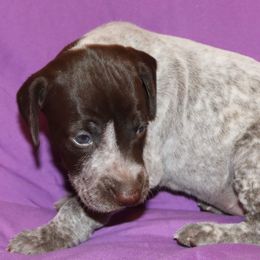 German Shorthaired Pointer Puppies from GLC Pointers