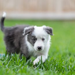 Border Collie Puppies from High Point Border Collies