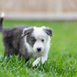 Border Collie Puppies from High Point Border Collies