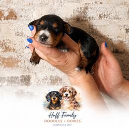 Girl 1 - Black and tan female Dachshund puppy in Waco, Georgia from Huff Family Doxies & Doodles