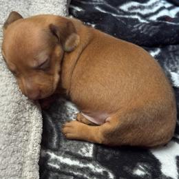 Copper - Red male Dachshund puppy in Silsbee, Texas from The Doxie Den