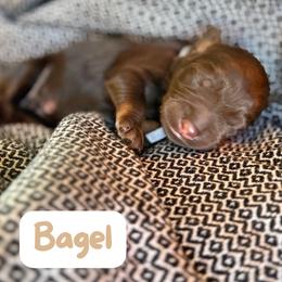 Bagel - Chocolate male Labradoodle puppy in Lubbock, Texas from Lucky Labradoodles