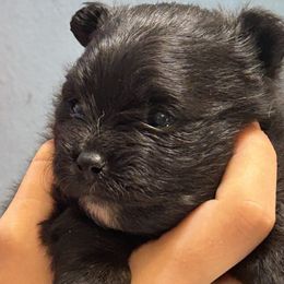 Girl 2 - Black female Pomeranian puppy in Skipperville, Alabama from Nay Nay’s Babies