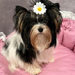 Angel tiny - Black tan and white female Biewer Terrier puppy in San Diego, Temecula, Ontario, California from Yorkie & Maltese Royalty