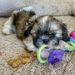 Shih Tzu Puppies from I ShihTzu Not of AZ