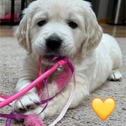 Girl 1 - Light golden female Golden Retriever puppy in Clyde, Michigan from Shady Creek Goldens