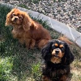 Cavalier King Charles Spaniels from CKCS