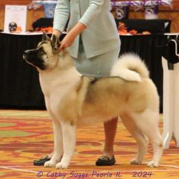 Eleven aka El - Akita