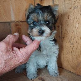 Boy 2 - Parti male Yorkshire Terrier puppy in Jamestown, Tennessee from Green Ridge
