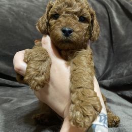 Goldendoodle Puppies from Simply Mini Goldendoodles