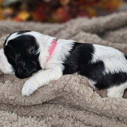 Cocker Spaniel Puppies from Allison Cocker Spaniel Pup's