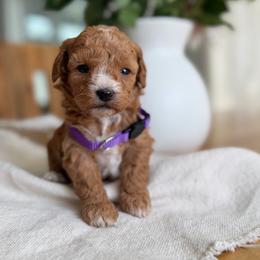 Lavender - Apricot female Australian Labradoodle puppy in Auburn, California from Poodles and Labradoodles breeder