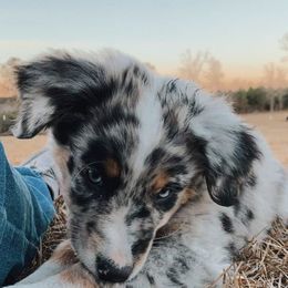 Australian Shepherd Puppies from Sweets' Cattle Co and Australian Shepherds