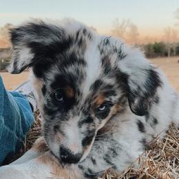Australian Shepherd Puppies from Sweets' Cattle Co and Australian Shepherds