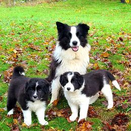 Border Collie Puppies from Camden Creek Farm